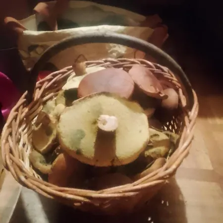 Zew Natury אוהל מפואר Broda