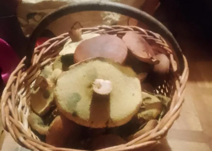 Zew Natury Campo de lujo Broda